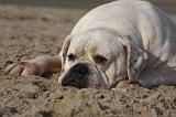 BOULEDOGUE AMERICAIN 163